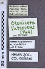 Etiketten zu Metanomus lutescens (Fall, 1910) (NHMW-ZOO-COL-0008340)